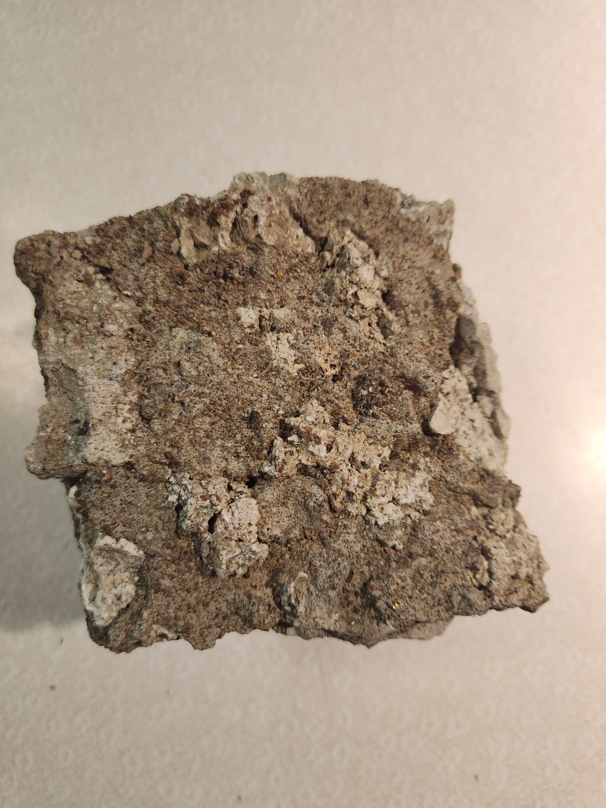 Ammonite Stegodon Partial Fossil Molar Java Indonesia 4x4x4 Inches