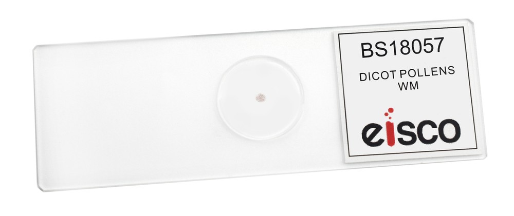 Dicot Pollens - Prepared Microscope Slide - 75x25mm - Eisco Labs