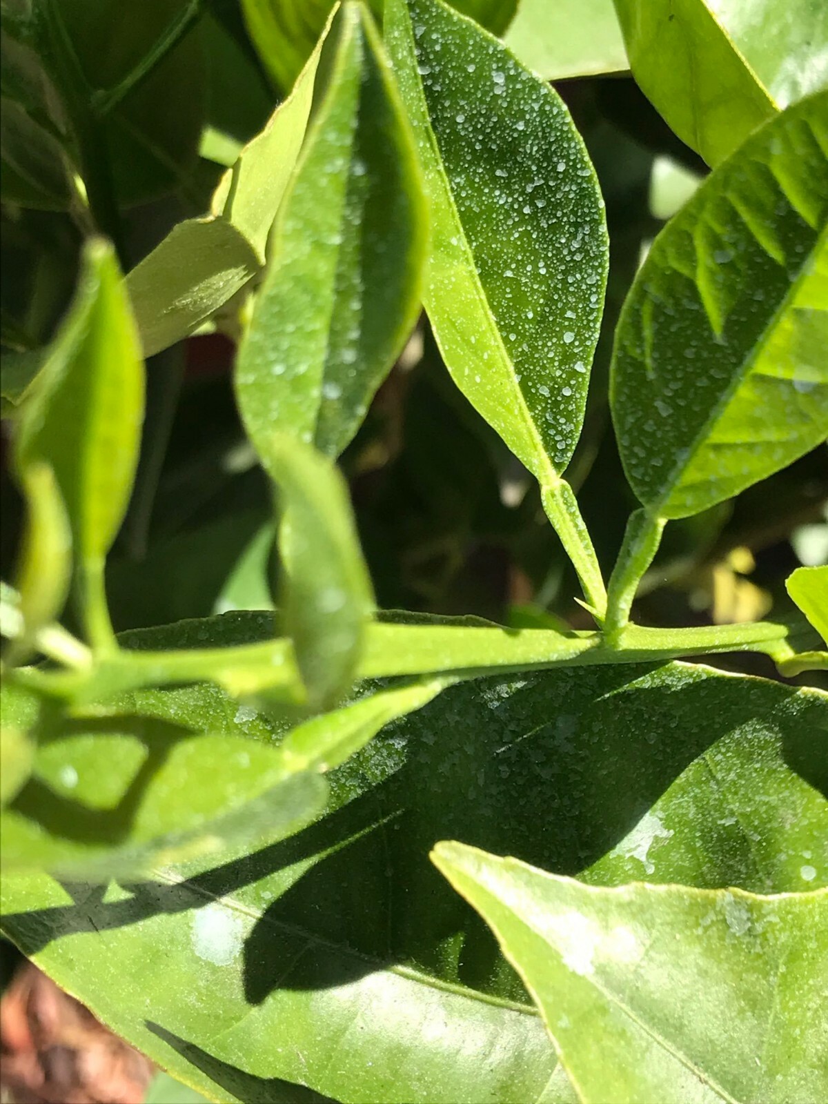 IV Organic 3-in-1 Plant Guard, Ready-To-Use Spray (23 oz)