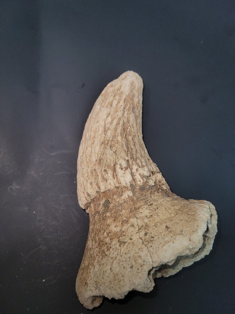 BISON HORN From ICE AGE