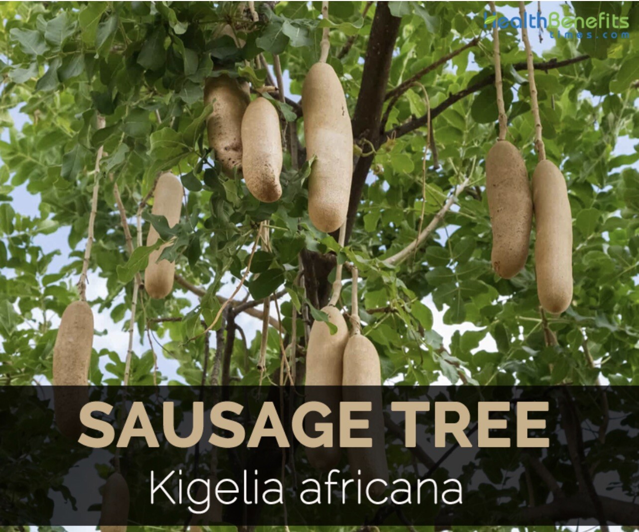 BIG 3 made of Kigelia Africana 100% Natural - Male Enlargement 10 Tea Bags