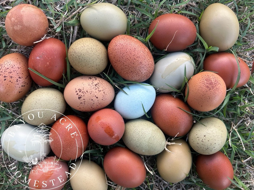 🐣RAINBOW HATCHING EGGS - NOT BARNYARD MIX MARANS - OLIVE EGGERS - WELSUMMER🐣