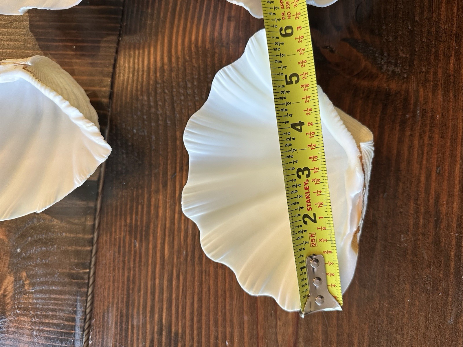 Set Of 6 TRIDACNA GIGAS(?) Clam Sea Shells Half 6” x 4” BEAR PAW Nautical Ocean