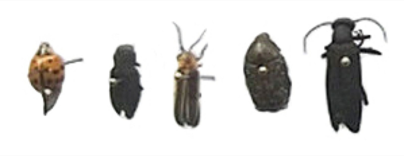 Pinned USA Insect Specimens for Entomology Class Dead Bug Collection Identified!