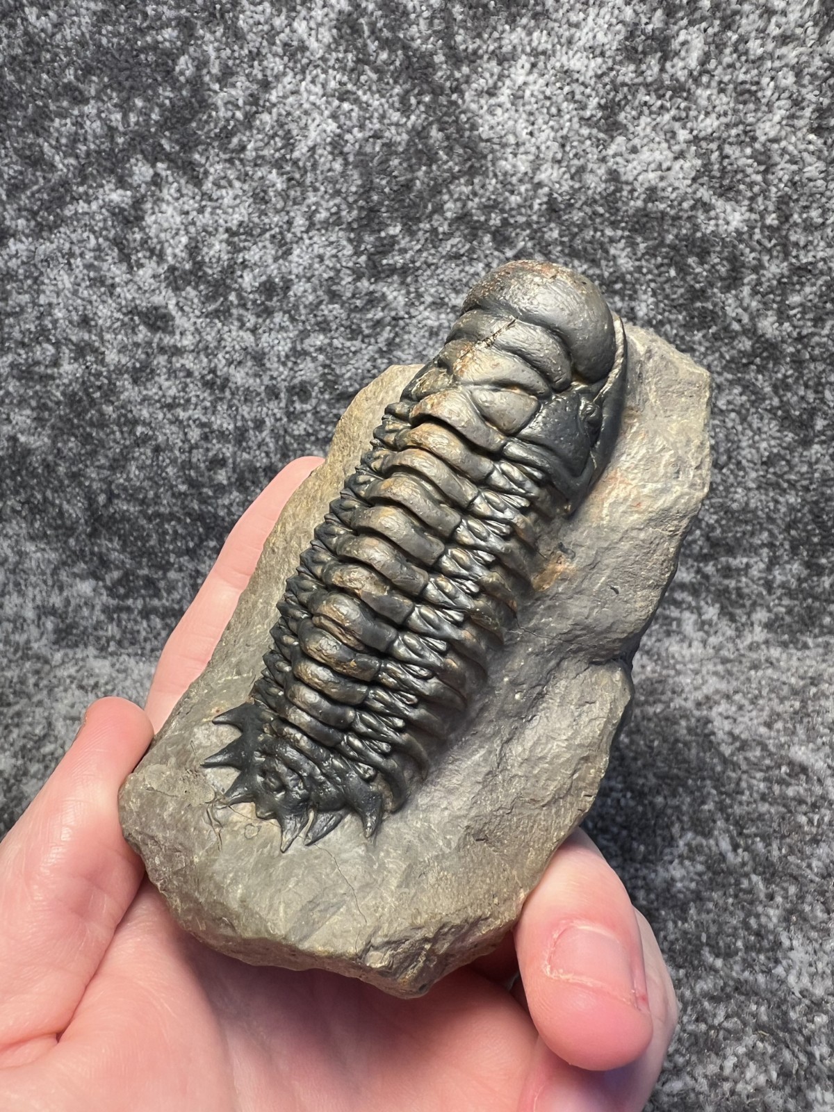 Crotalocephalina (Crotalocephalus) gibbus Trilobite Fossil – Nicely detailed
