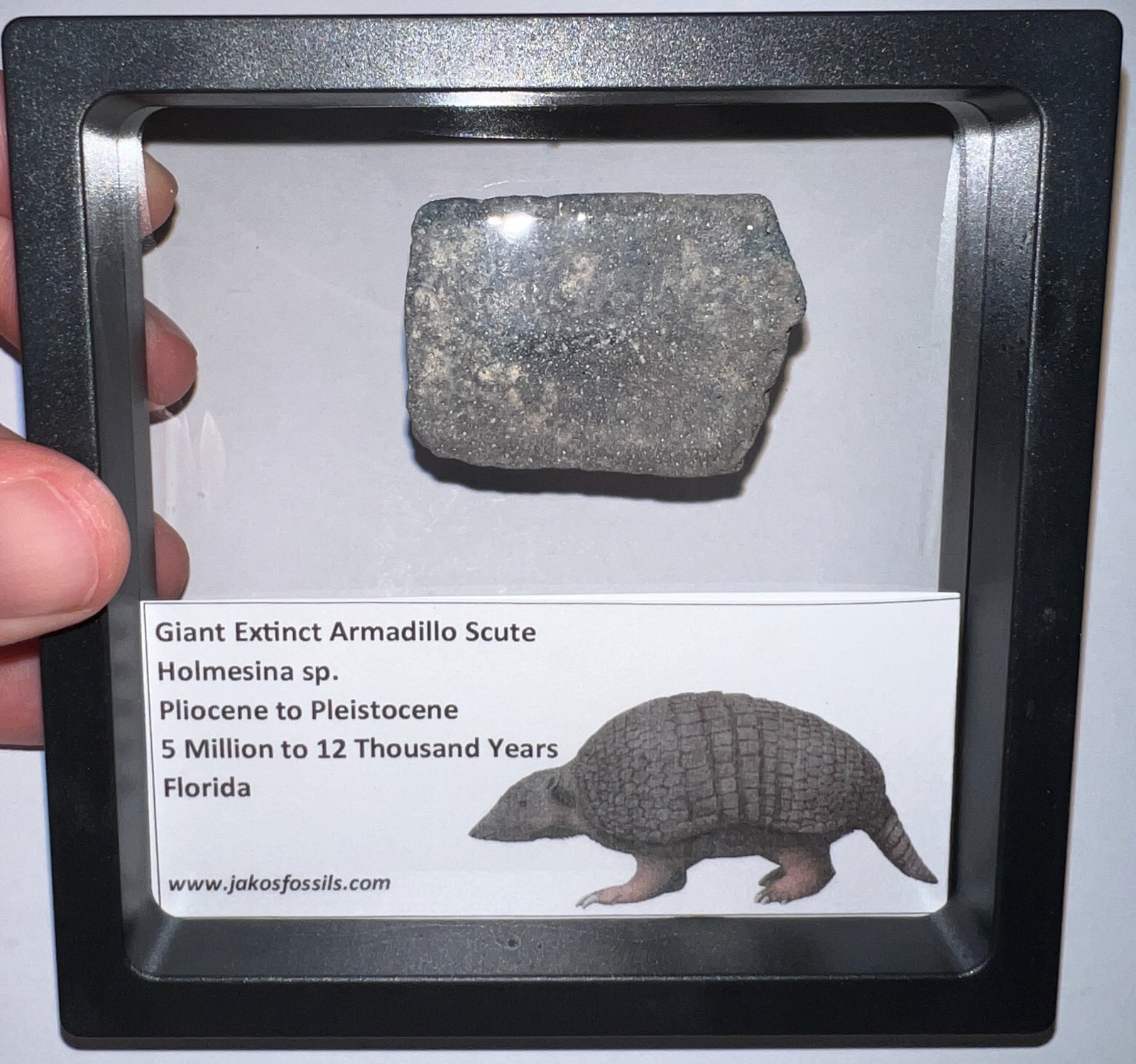 RARE Ice Age Fossil HOLMESINA GIANT ARMADILLO Scute Bone Armor Lot ONE PER ORDER