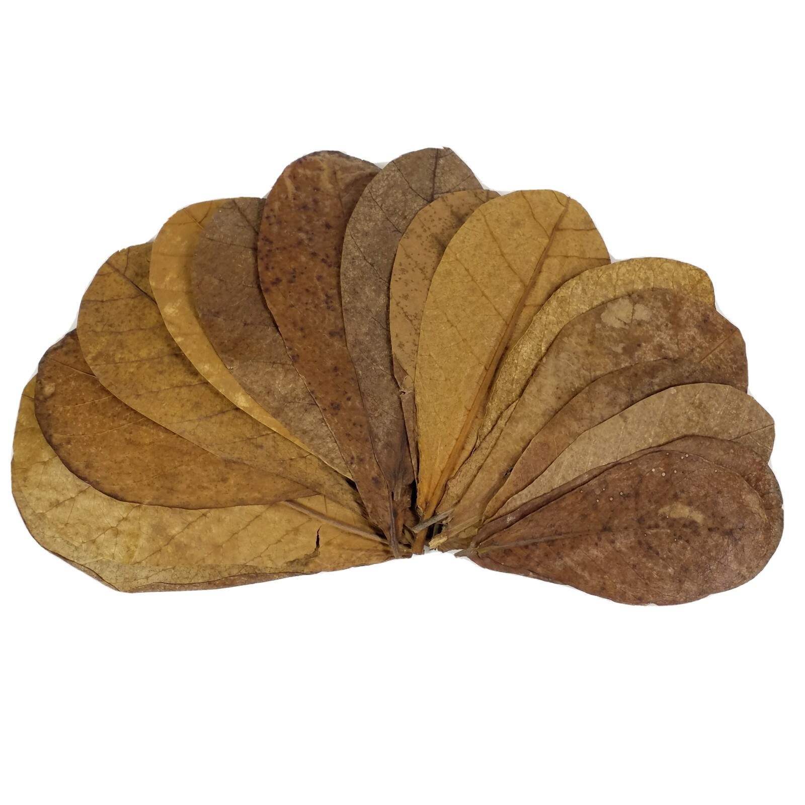 1000 leaves, 5"-8" Indian Catappa Almond Leaves, Tannin Rich, Premium Grade