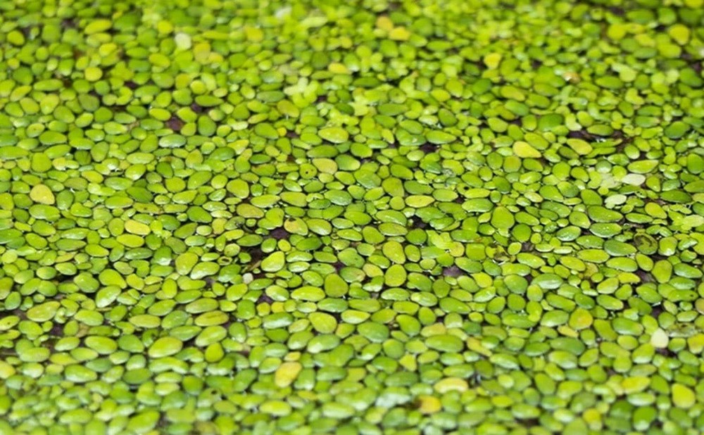 Duckweed Freshwater Plants