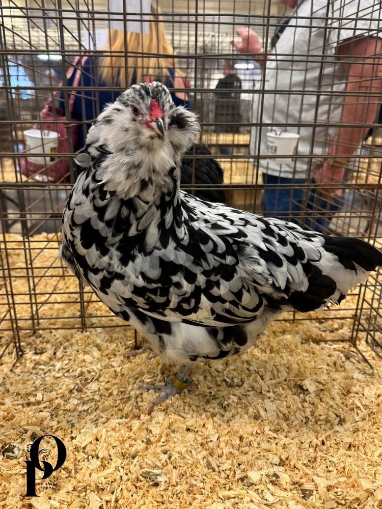 ERMINE AMERAUCANA 🤍🖤  Hatching Eggs 12+