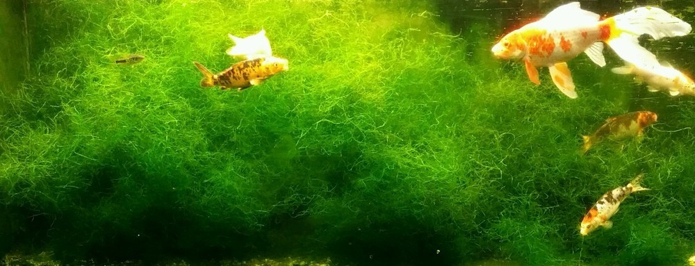 Java Moss / Taxiphyllum barbieri. Easy Low Light Aquarium Plant