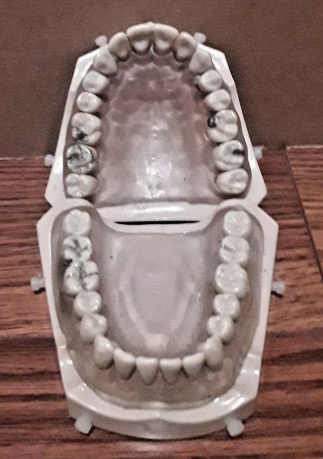 Columbia Dentoform R861 Dental Typodont Model 32pcs Removable Teeth.