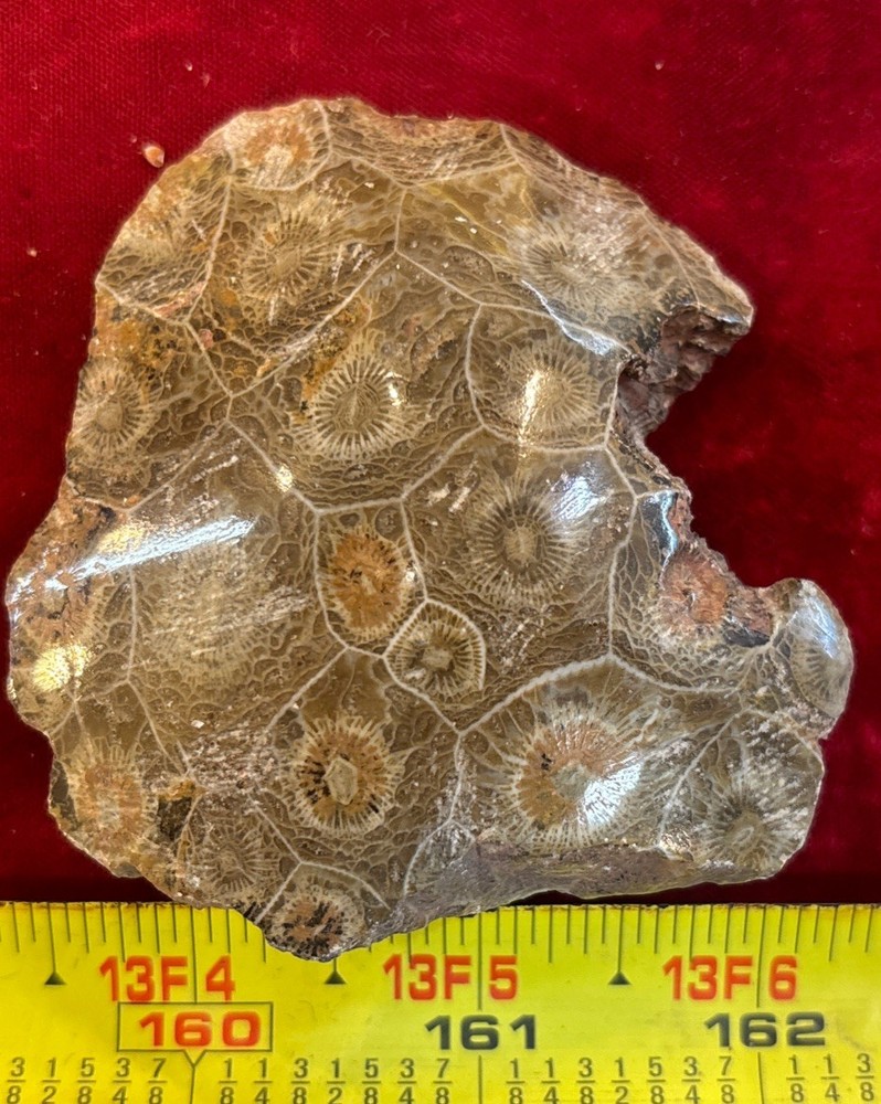 Petrified Coral End Polished