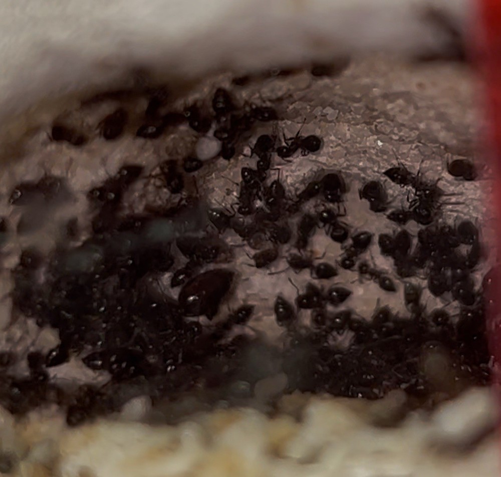 Formicarium