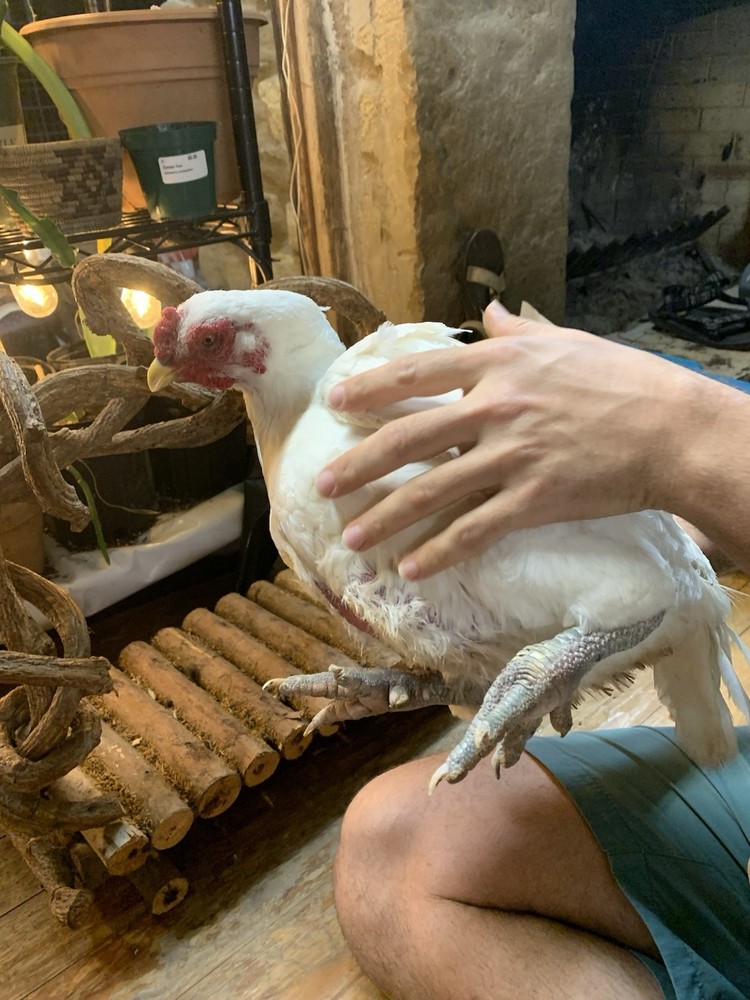 6 Largefowl White Cornish Hatching Eggs
