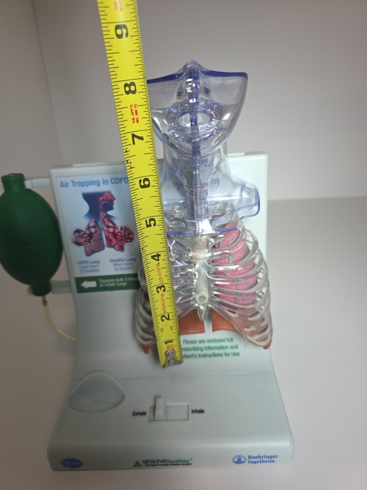 Vintage Pfizer Lung Display Model - Interactive Pump-expanding Lungs Works