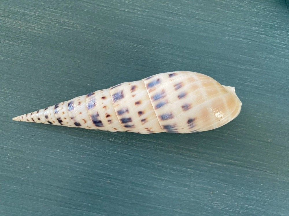 Terebra maculata (Marlinspike) 6” Long Specimen