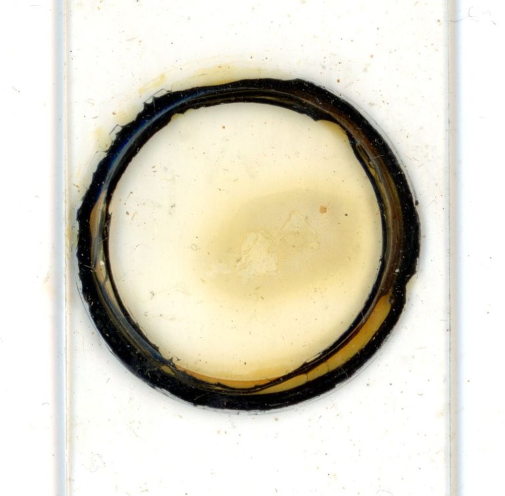 Antique glass Microscope slide Lichen Section sample #82