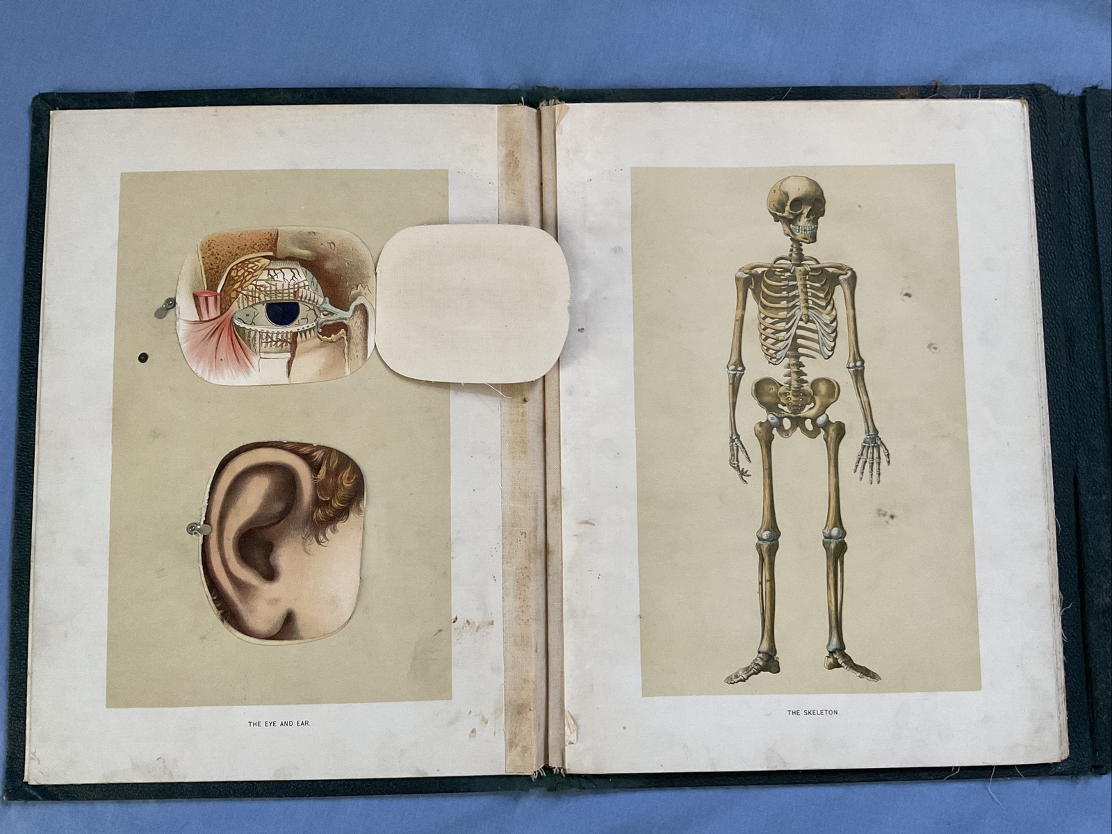Antique Medical Anatomy Book Embalmer Anatomy Book Binder 1903