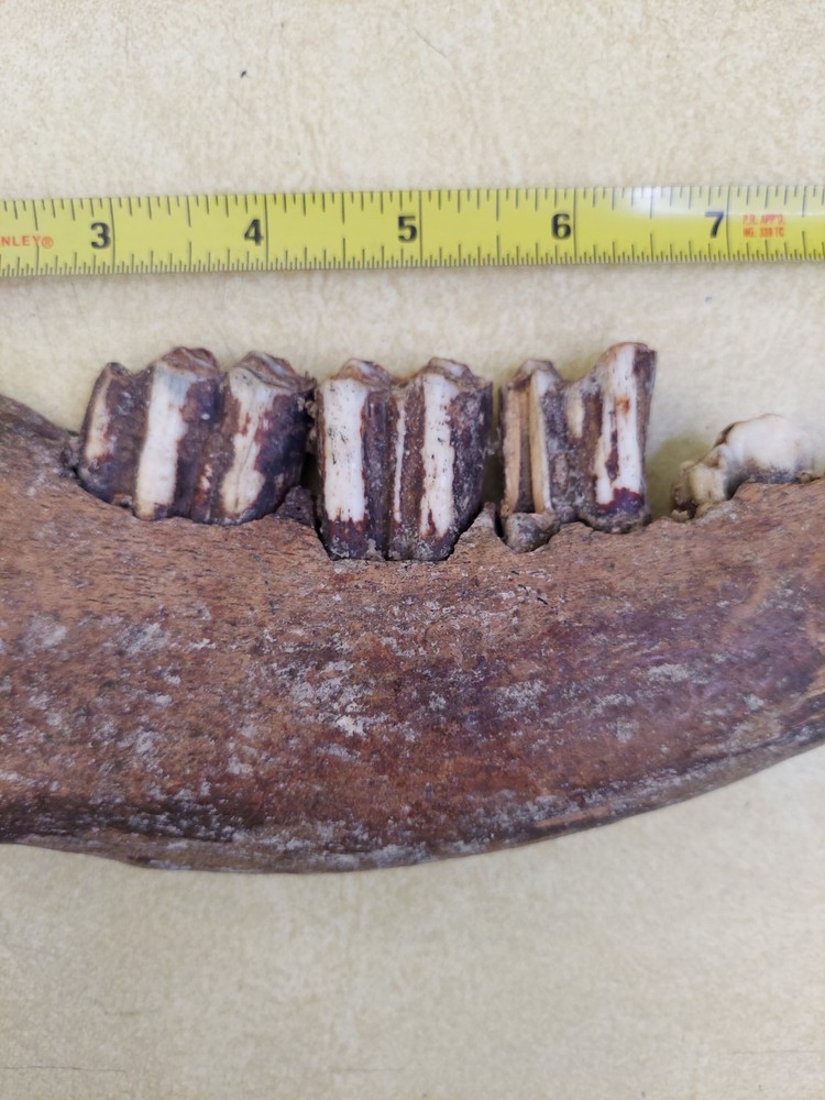 Bison Partial Jaw Bone Fossil with 3 Teeth 12"