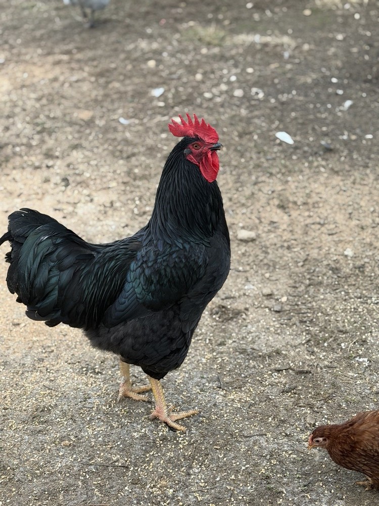 Black jersey giant hatching eggs-6++