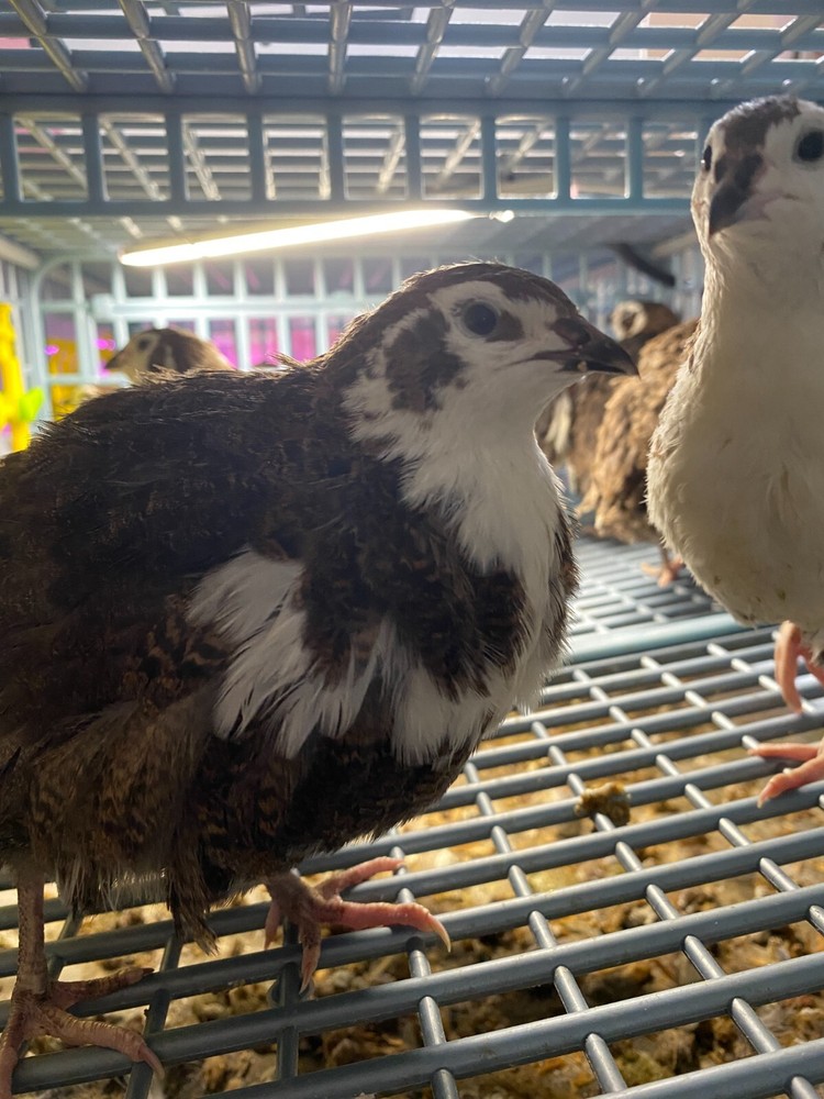 60- Celadon Quail Hatching Eggs - 100% True Blue Coturnix 🪺