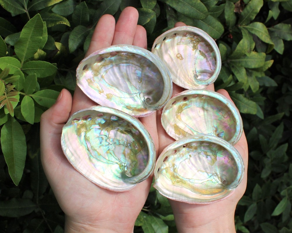 10 Pack Small Abalone Shell Gift Box: Natural Shells For Smudging, Crafting, etc