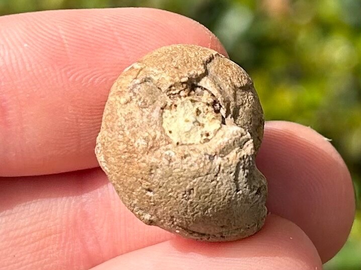 Oklahoma Fossil Goniatite Glaphyrites hyattianus Pennsylvanian Age Ammonite