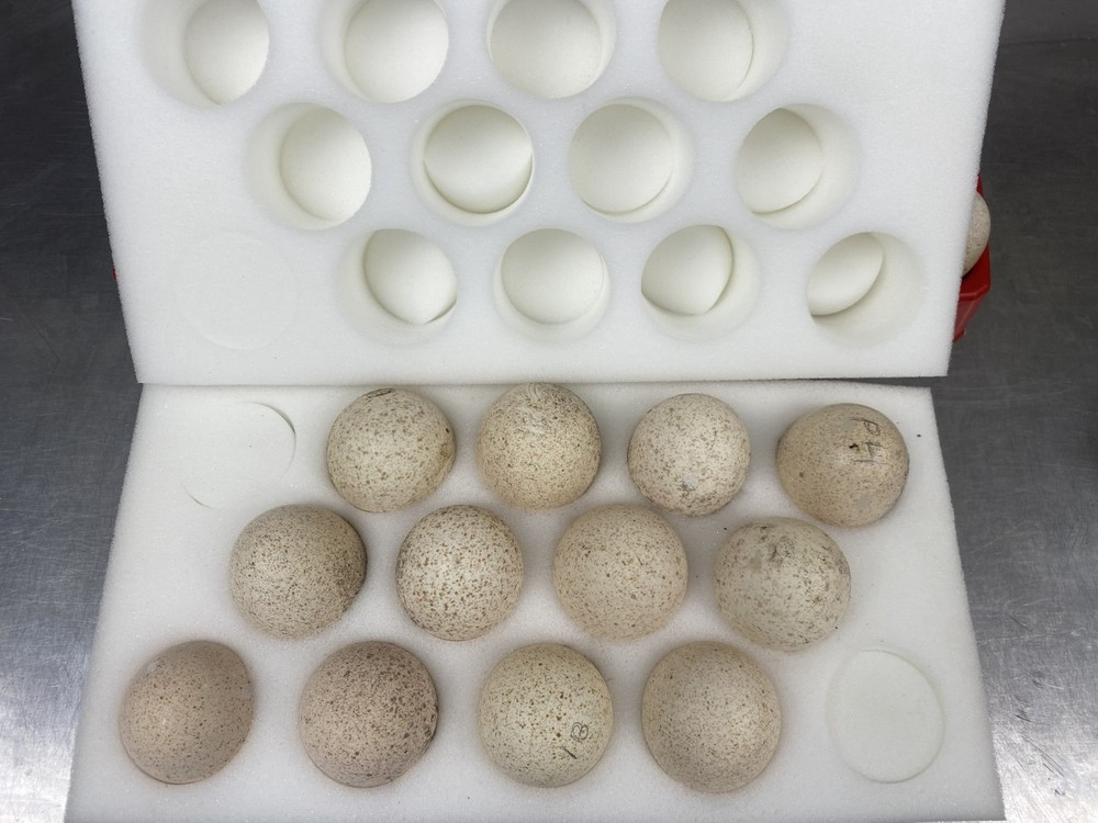 Osceola Turkey Hatching Eggs (One Dozen)