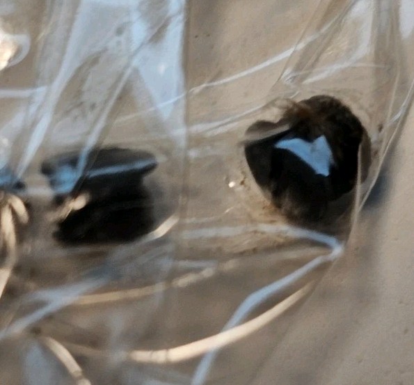 Traditions Timber Ridge Muzzleloader Rifle 5 Fill Screws (C)