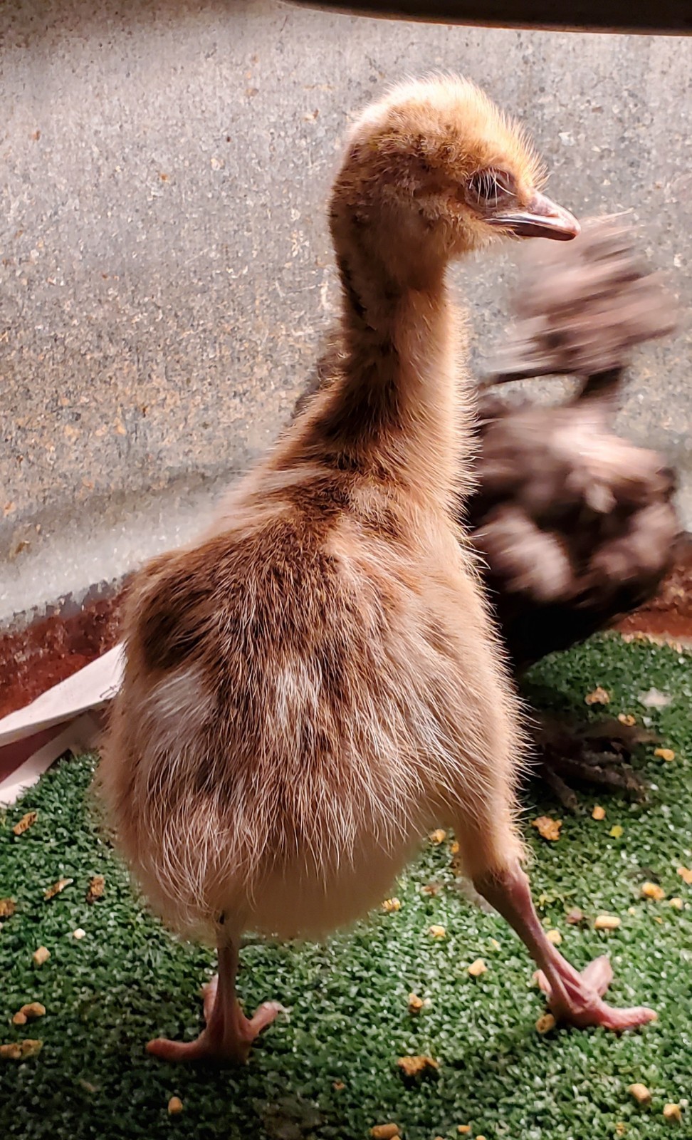 1 EMU Hatching Eggs - Blonde/White/Normal Breeding MOB!