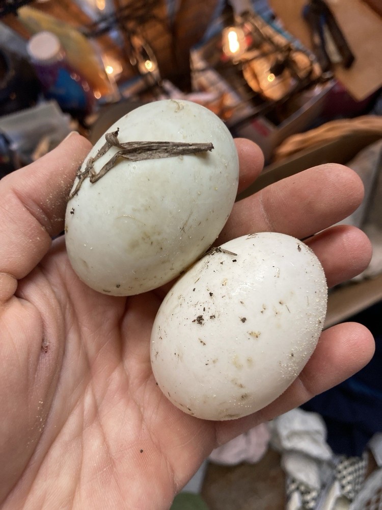 12 Indian Runner Duck Hatching Eggs (1 Doz)