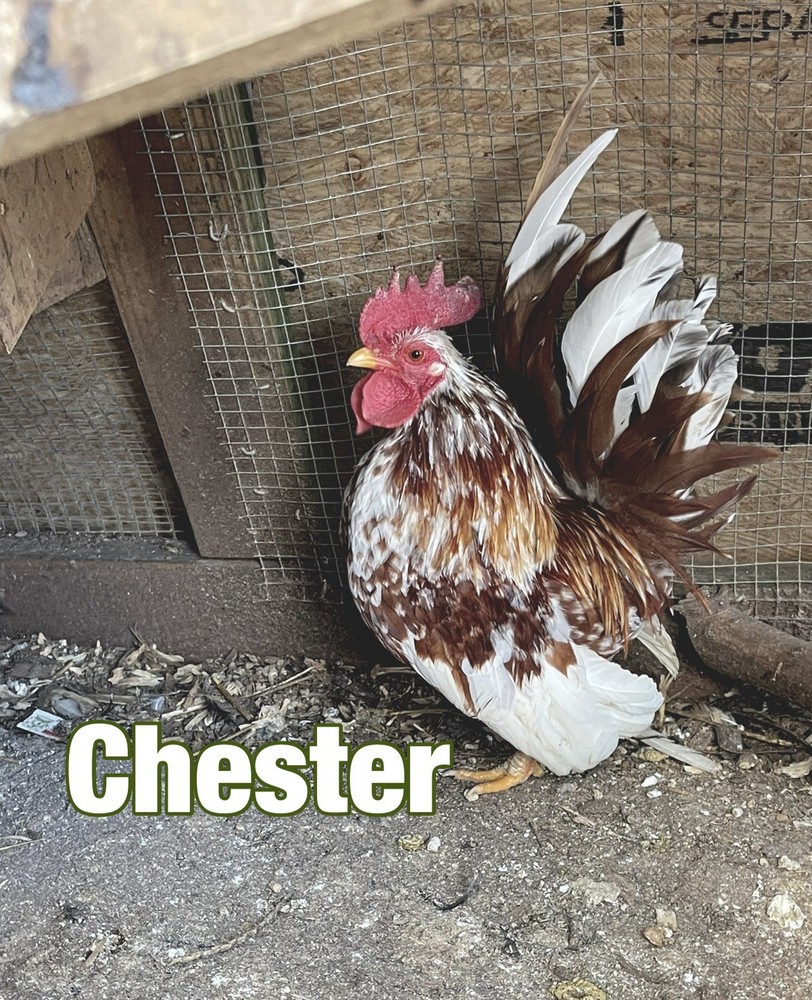 Serama Hatching Eggs 12+++Smooth, Frizzle