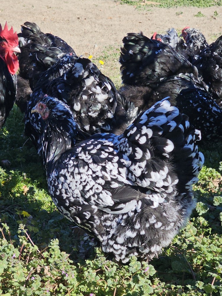 18+ English Mottled Orpington Hatching Eggs