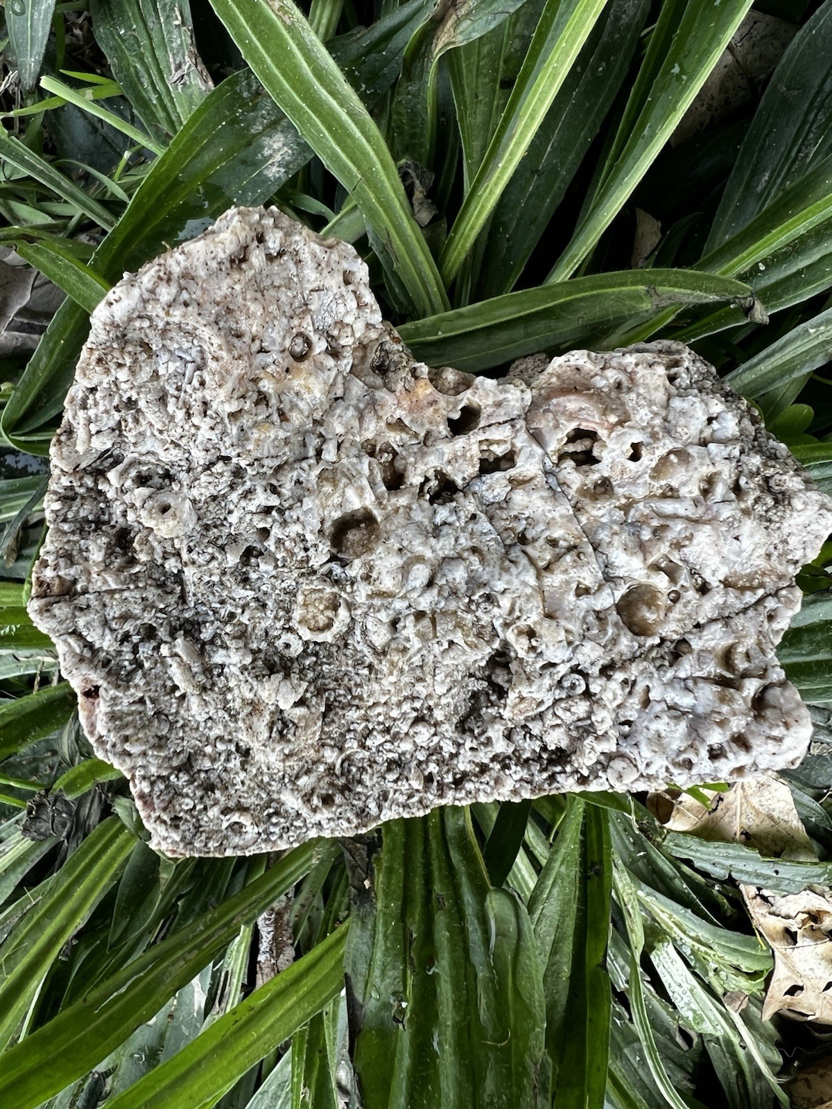 Crinoid Fossils Box FULL Fort Payne Formation TN Mississipian Period