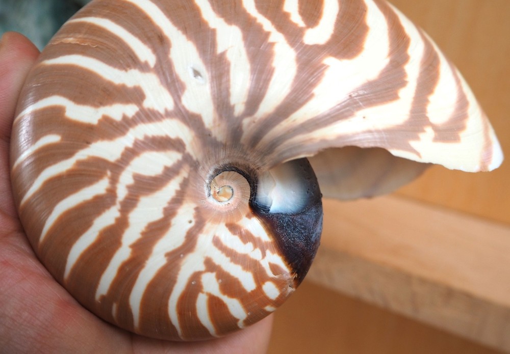 Seashelle Nautilus Macromphalus Shell New Caledonia