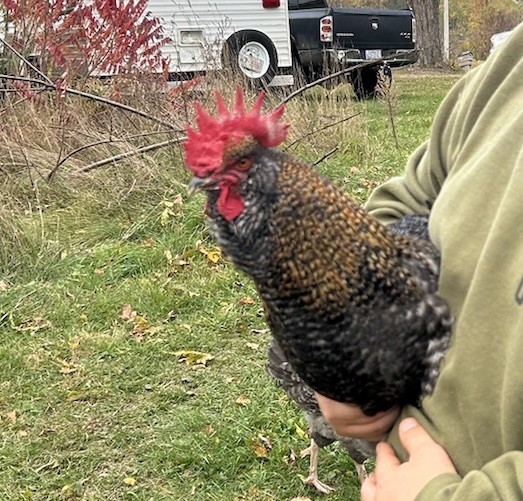 6 Green queen cross hatching eggs