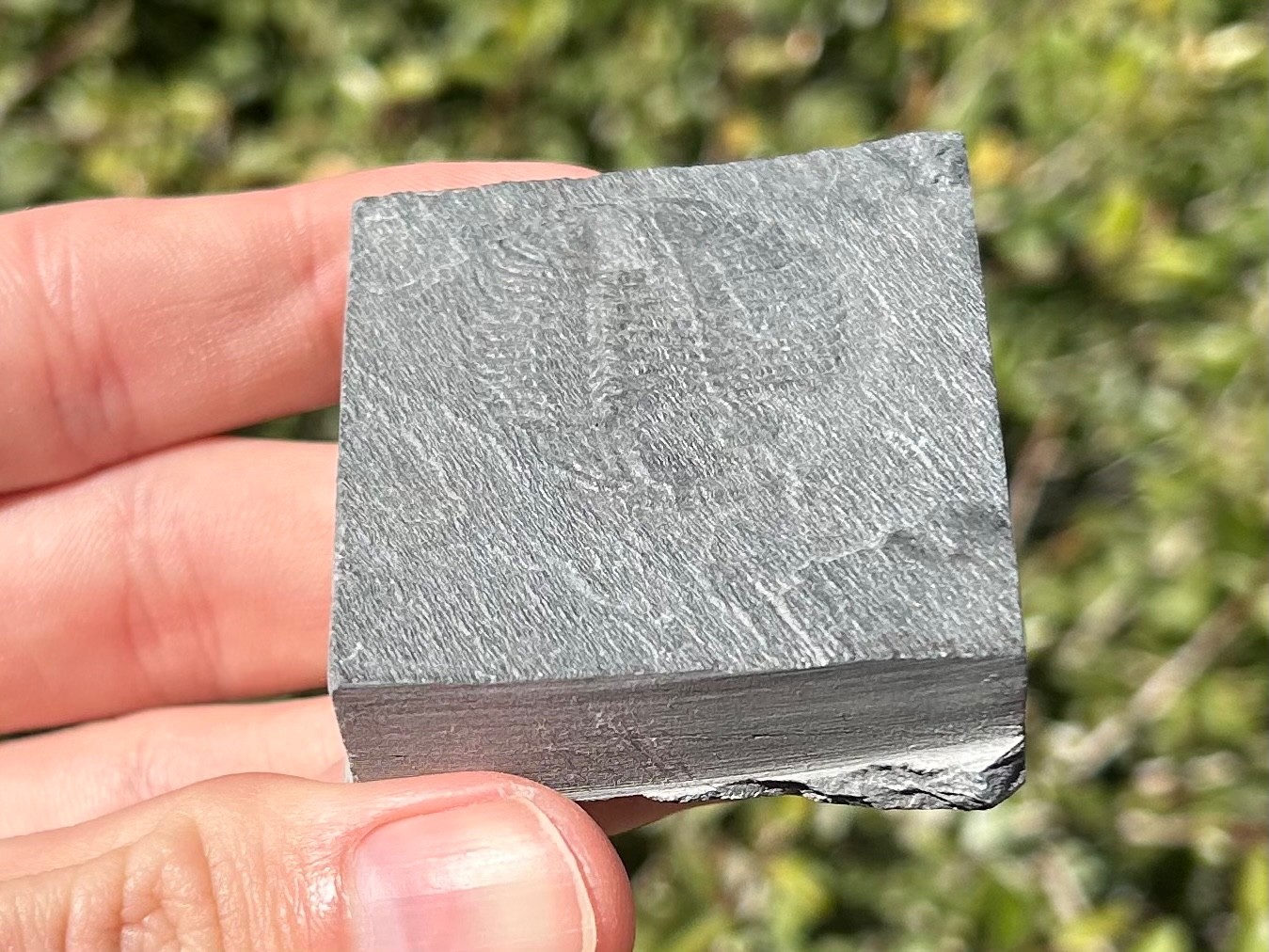 Washington Fossil Trilobite Ogygopsis Metaline Formation Cambrian Bug in Matrix