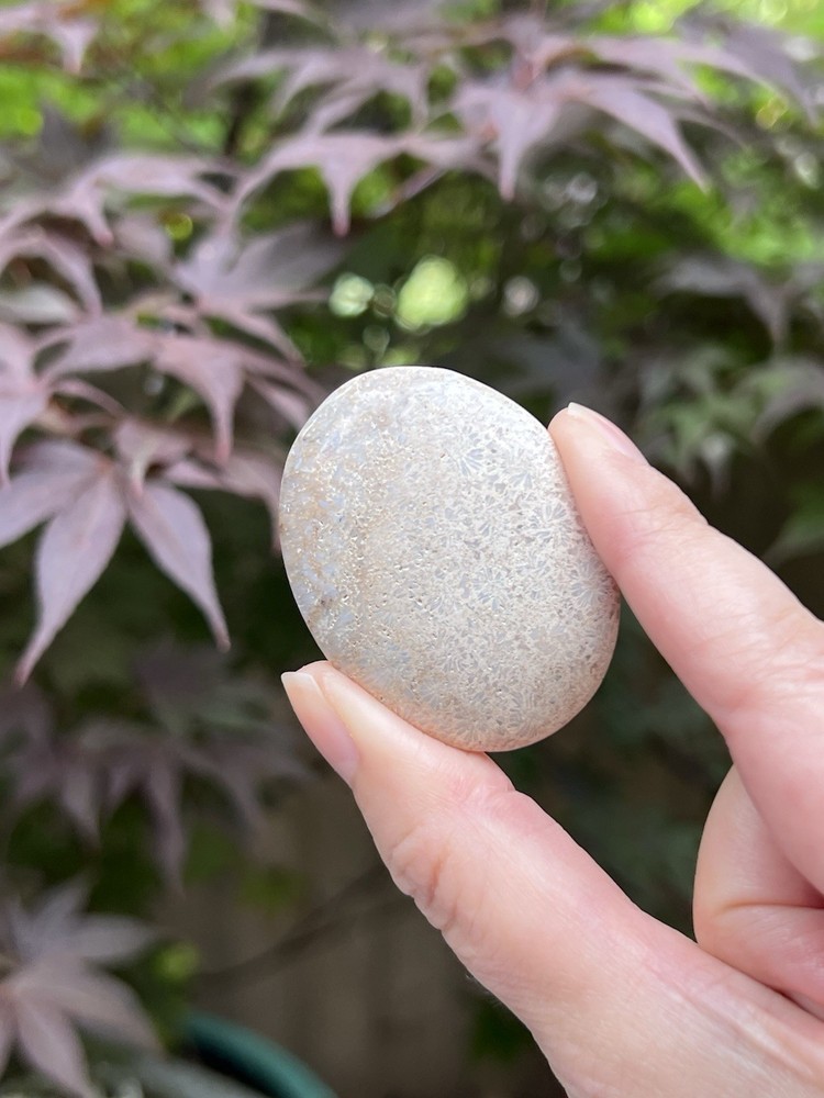 Fossilized Coral Crystal Palmstone AAA+ 38