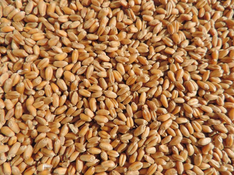 Wheat Seed, WheatGrass CatGrass, Wheat Juice, Bulk, 10lb, 15lb, 20lb, or 30lb