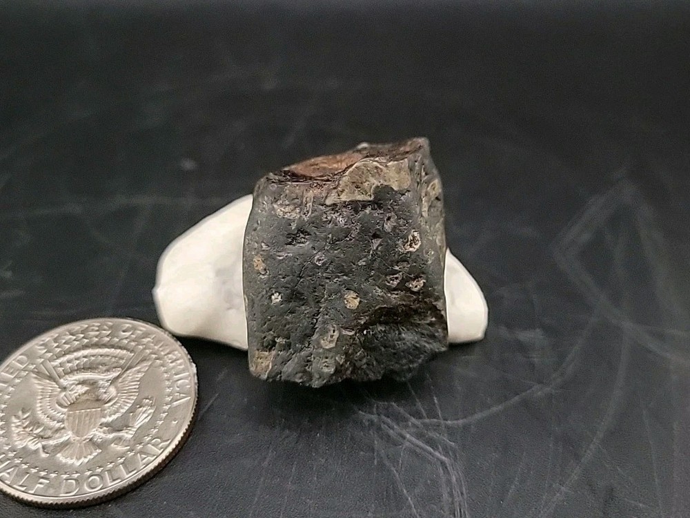 Fossil Dinosaur Tooth Unknown Species