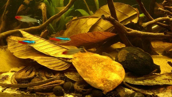 Indian Almond Leaf Large 6-8inch Cattapa For Aquariums 2-3-4-5 Pack