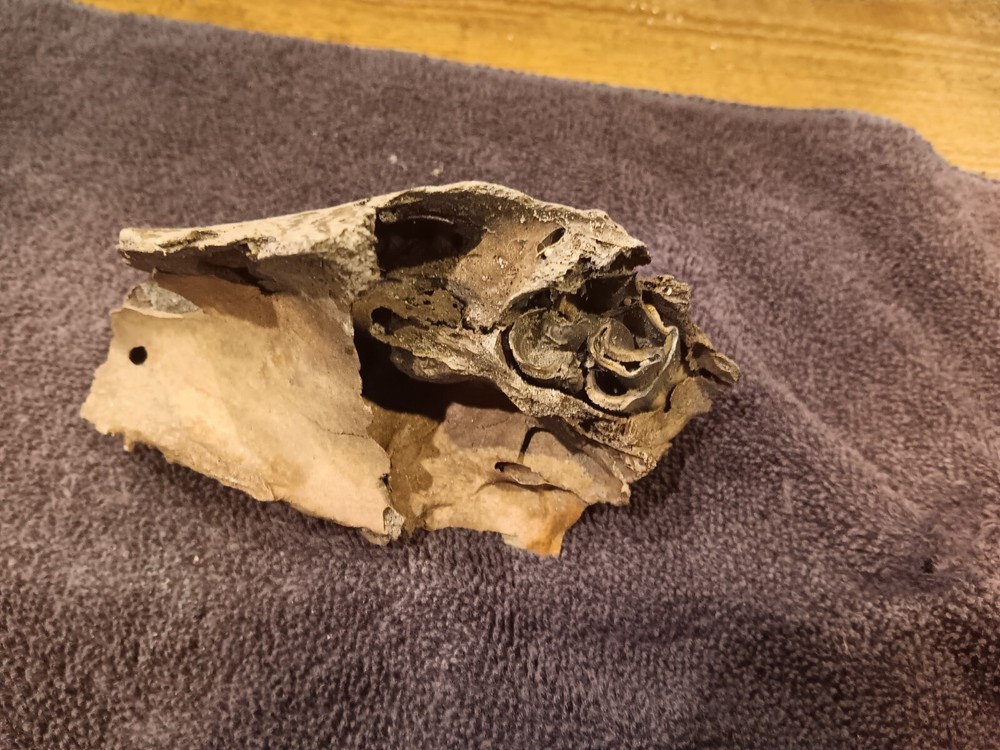 Bison upper jaw skull piece with teeth