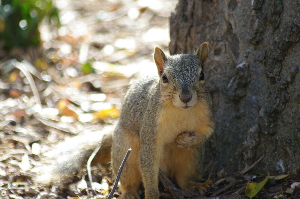 Fox Squirrel Taxidermy Reference Photo Cd