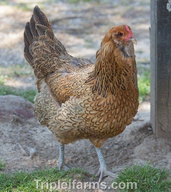 12+ ~ EASTER EGGERS ~COLORED Egg Assortment~ Fertile Chicken Hatching Eggs A++++
