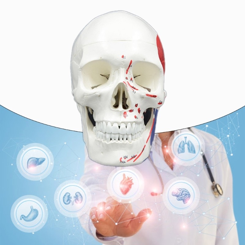 Anatomical Head Bone Model, Number Coded Human Anatomy Skull Model Teaching Aids