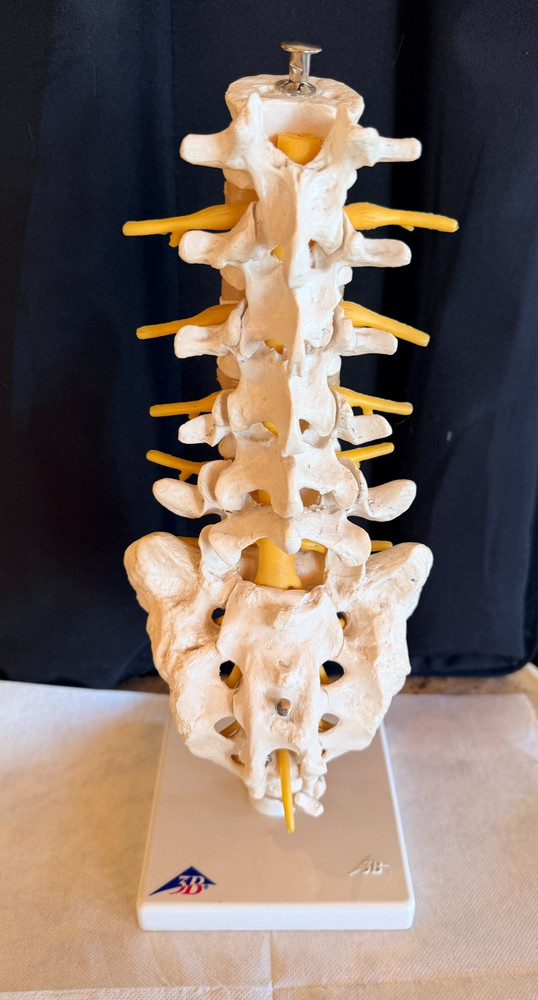 Lumbar Spine Model A74 - 3B Scientific