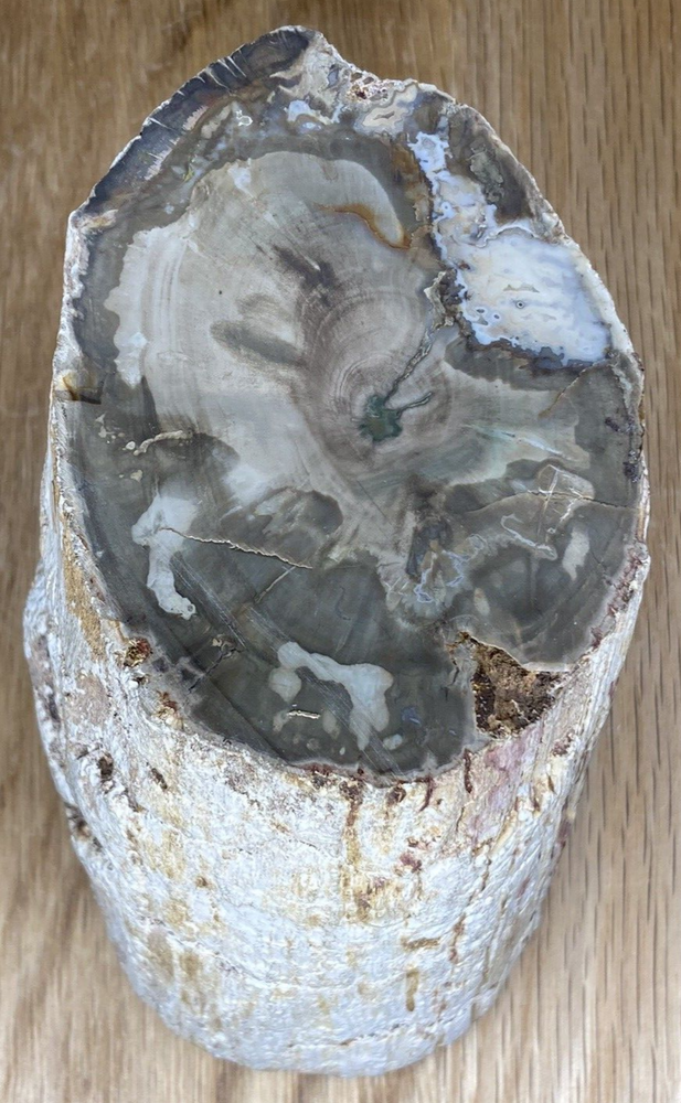 Fossil Specimen, Silicified Tree Branch Section, USA, 90mm