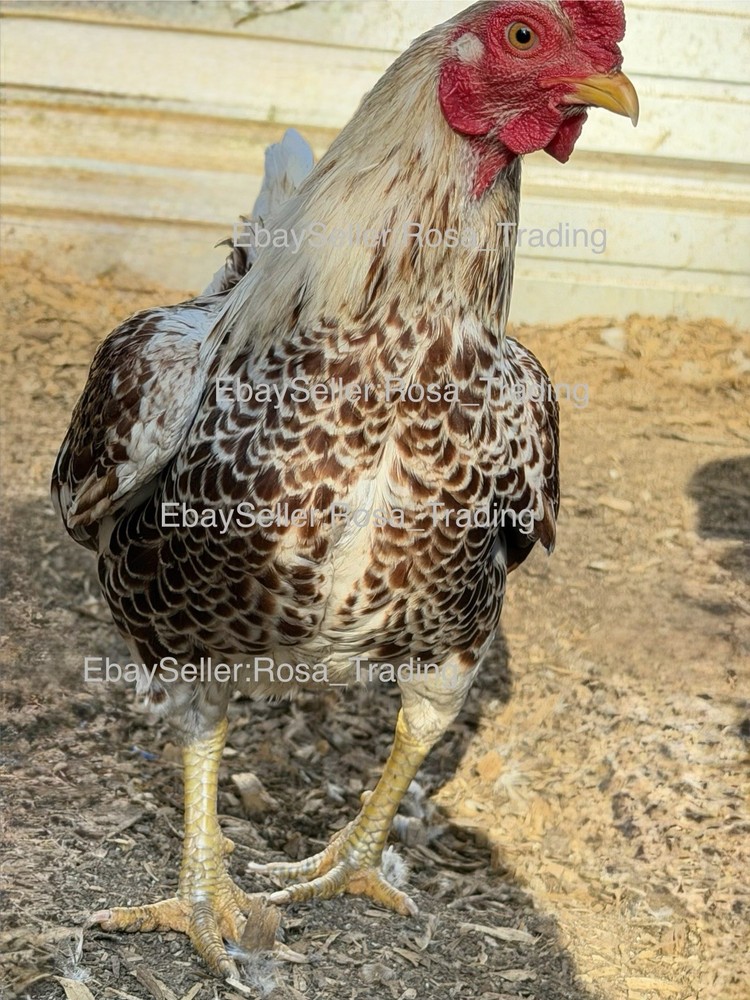 Red white Laced Cornish Bantam Hatching Eggs 10 Pcs
