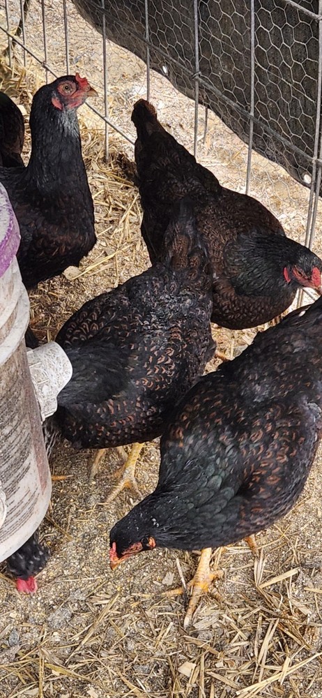 8+ Dark Cornish Hatching Eggs