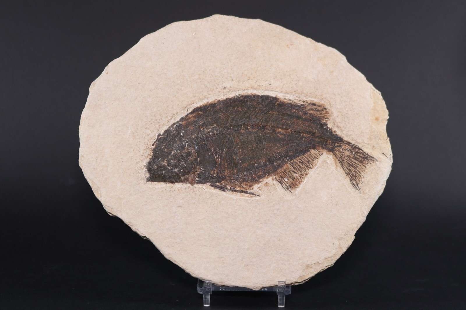 Bargain Phareodus Fossil Fish Fossil Lake Green River Fm Wyoming WY COA 11772